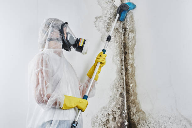 Best Crawl Space Mold Remediation in Crystal Lake, FL