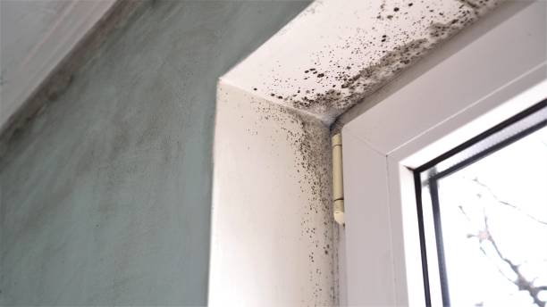 Best Commercial Mold Remediation in Crystal Lake, FL