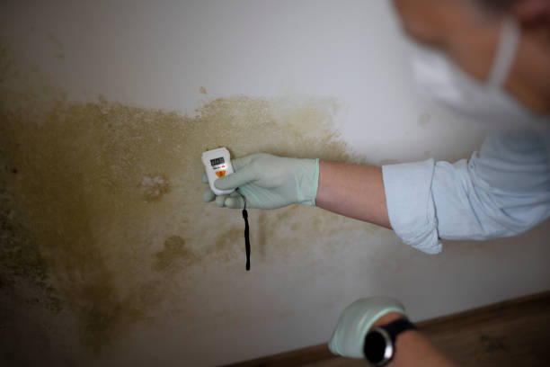 Best Industrial Mold Remediation in Crystal Lake, FL