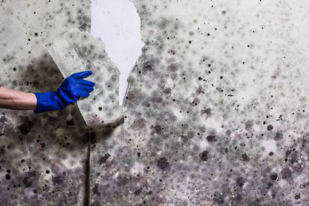 Best DIY Mold Remediation Support Services in Crystal Lake, FL